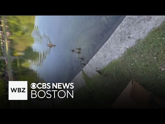 ⁣Couple rescues family of ducklings, relocating them to Boston Common
