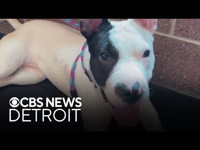 ⁣Overcrowded Oakland County Animal Shelter has nearly 300 animals waiting for a new home