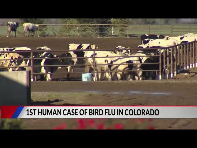 ⁣Colorado tracks first human case of bird flu