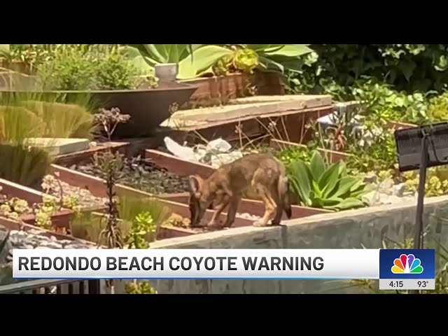 ⁣Coyote sightings in Redondo Beach on the rise in Redondo Beach