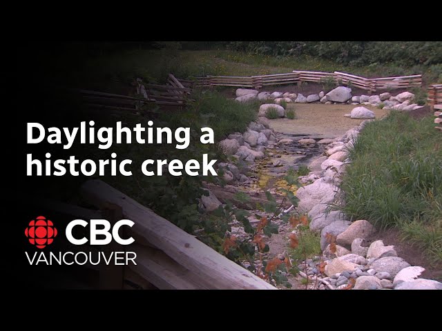 ⁣Historic Vancouver creek restored to help revive natural processes