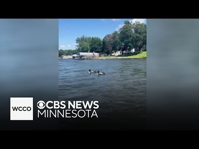 ⁣Minnesota DNR reunites loon family