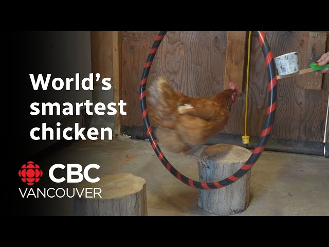 ⁣Guinness World Records says world’s smartest chicken may live in B.C.