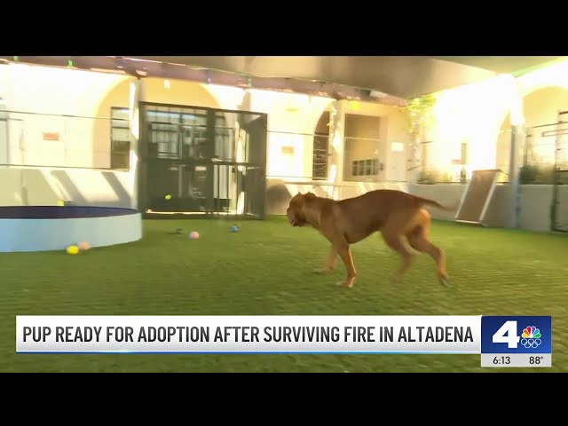 ⁣Pup ready for adoption after surviving fire in Altadena