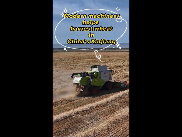 ⁣Modern machinery helps harvest wheat in China's Xinjiang
