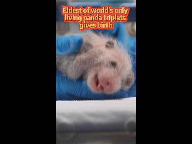 ⁣Eldest of world's only living panda triplets gives birth