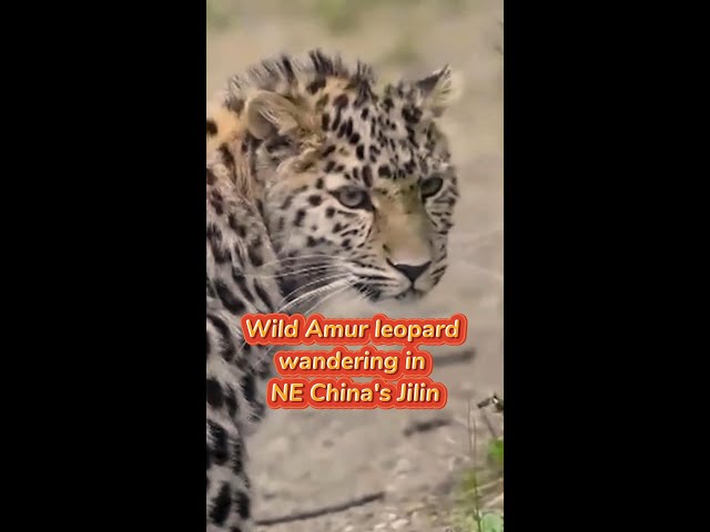 ⁣Wild Amur leopard wandering in NE China's Jilin