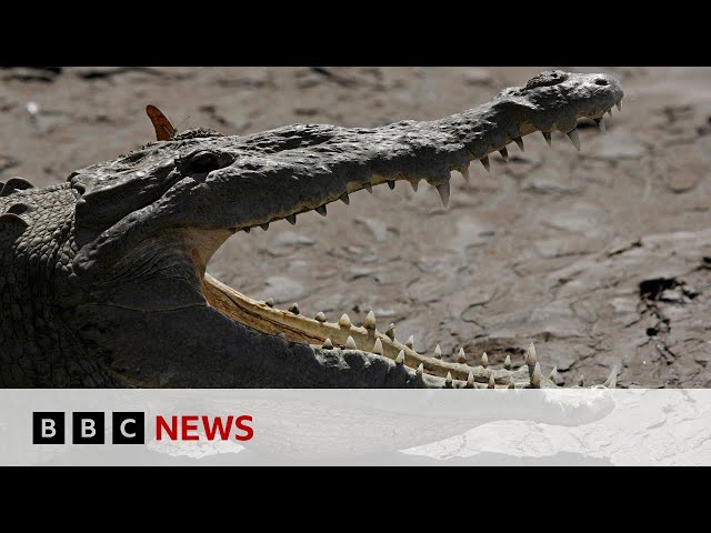⁣Body found in search for child missing in crocodile attack | BBC News