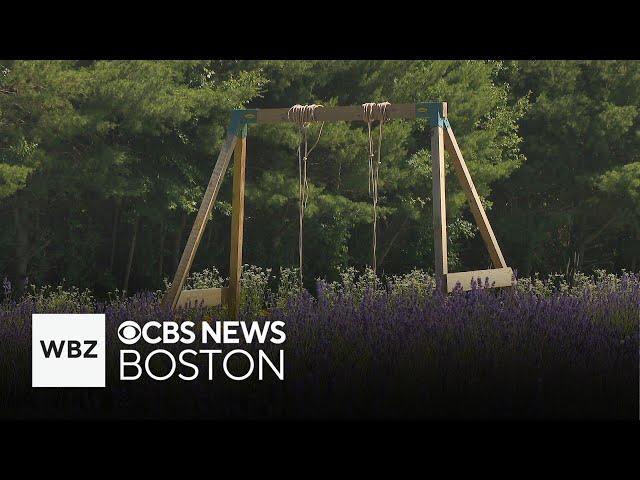 ⁣Farm in Massachusetts grows fields of lavender used in local products