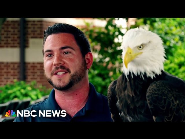 ⁣American bald eagle and his handler celebrate the resurgence of the species