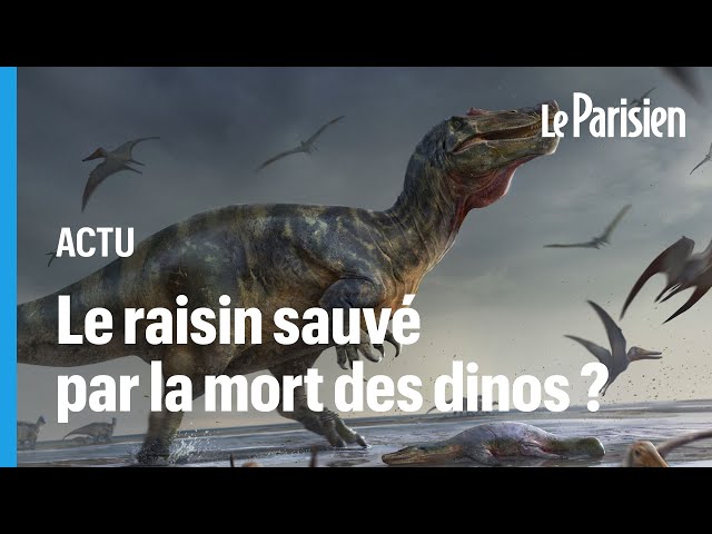 ⁣La mort des dinosaures a-t-elle sauvé le raisin ?