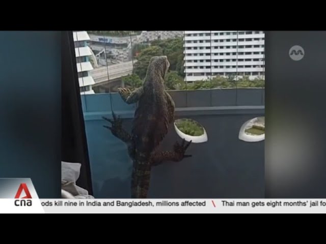 ⁣Non-native monitor lizard found in Singapore flat casts spotlight on illegal exotic pet trade