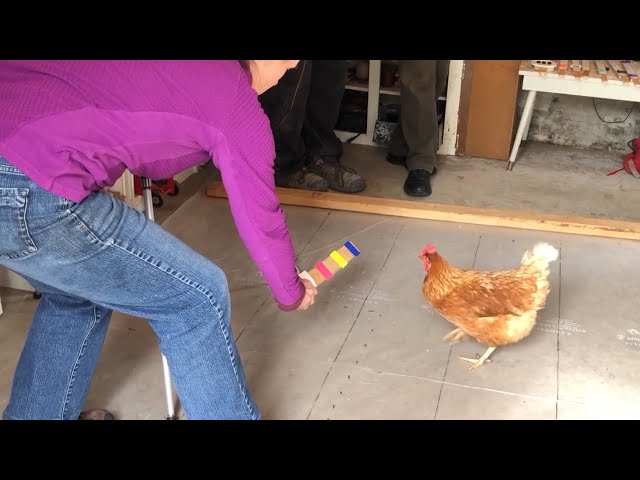 ⁣Pet chicken from B.C. is now a Guinness World Record holder