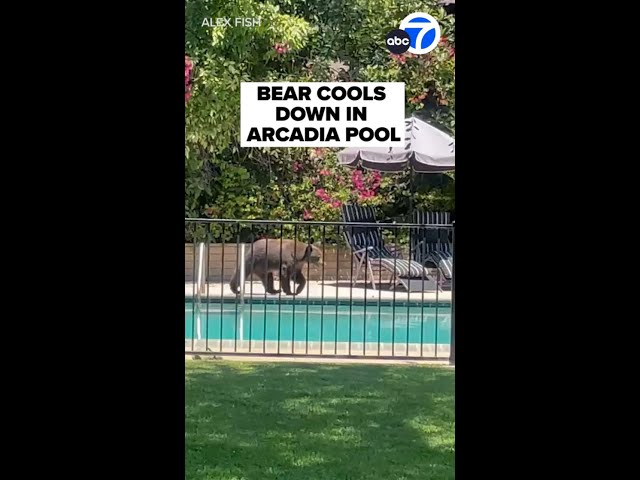⁣Just right! Bear finds perfect way to cool down