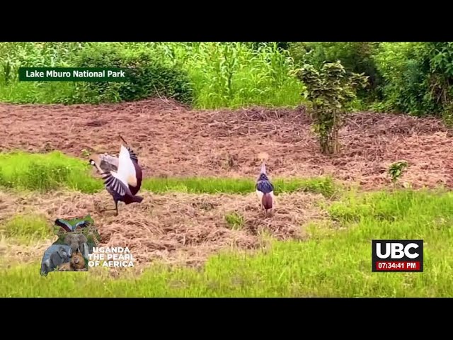 ⁣WILDLIFE WONDERS AND ADVENTURES - LAKE MBURO NATIONAL PARK | JULY 4, 2024
