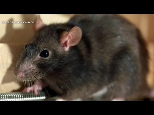 ⁣Toronto councillors pushing for pest control amid rat problem