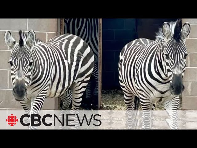 ⁣Pair of zebras find new home in New Brunswick after being smuggled into Canada