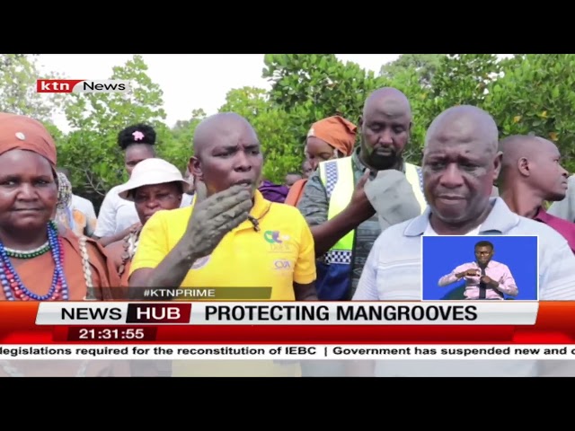 ⁣Environmentalists initiate campaign to protect mangroves in Jomvu Mombasa