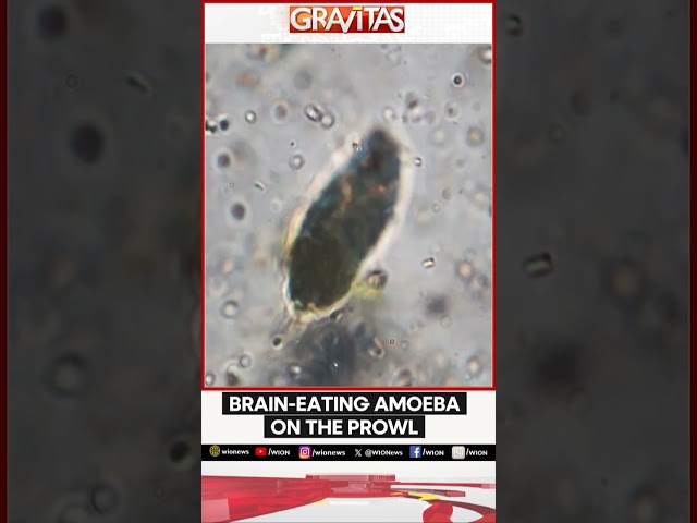 ⁣Gravitas: Brain-eating Amoeba kills in Kerala | Gravitas Shorts