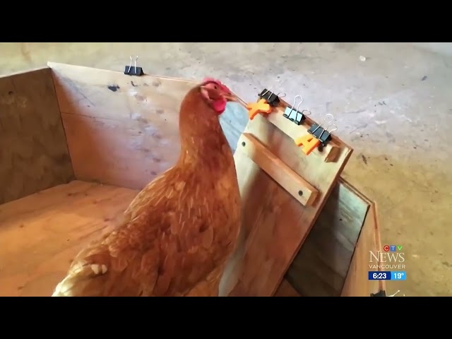 ⁣B.C. chicken pecks its way into record books
