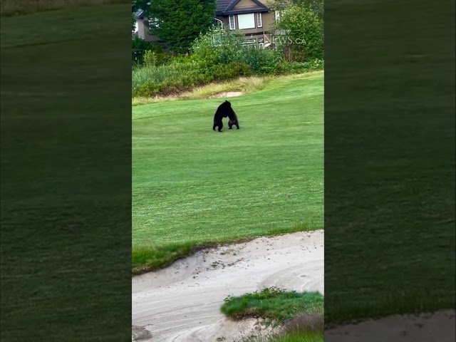 ⁣Bear cubs play-fight interrupts golf game in B.C.