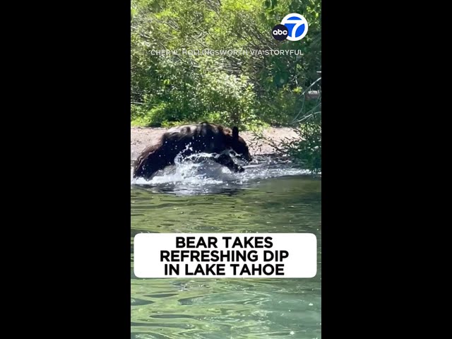 ⁣Bear takes refreshing dip in Lake Tahoe