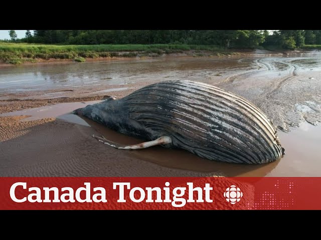 ⁣Humpback whale washes up on Nova Scotian shore, dies before rescue | Canada Tonight