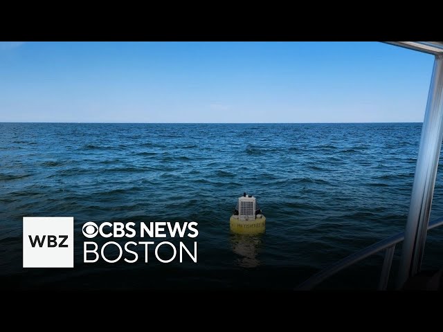 ⁣Shark receivers on Cape Cod could help keep swimmers safer