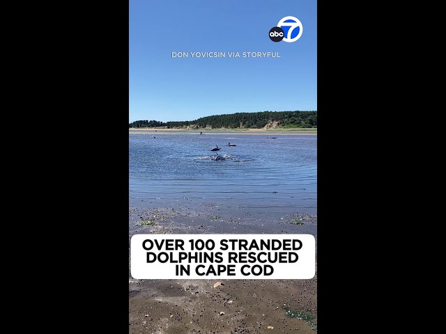 ⁣Over 100 stranded dolphins rescued in Cape Cod