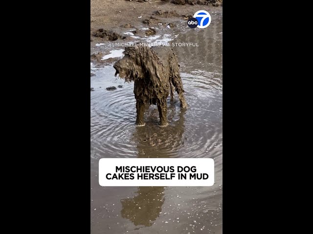 ⁣Mischievous dog was left unrecognizable after a mud bath!