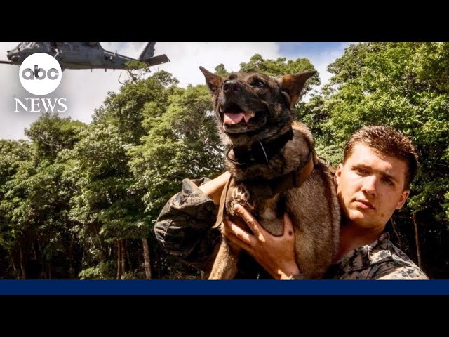 ⁣US Marine Corps Sgts. reunite with their K-9s