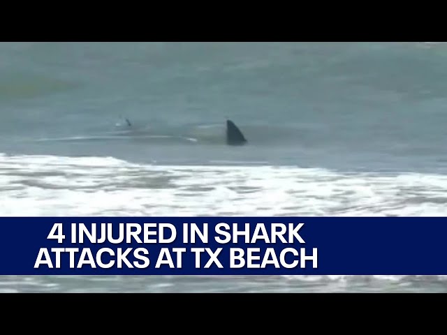 ⁣South Padre Island shark attacks injure 4, officials say