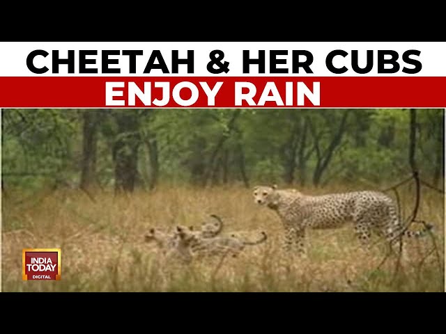 ⁣Watch: Cheetah Enjoys Rain With Her Five Cubs At Kuno National Park | India Today