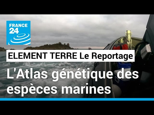 ⁣L'Atlas génétique des espèces marines • FRANCE 24