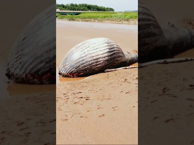 ⁣Humpback whale found dead in N.S. river