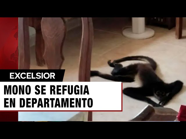 ⁣Mono se refugia en departamento de Cancún por Huracán Beryl