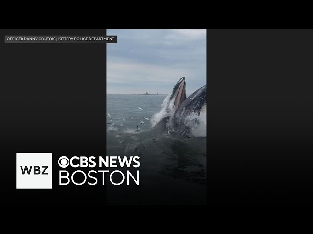 ⁣Humpback whale jumps out of Maine water in video