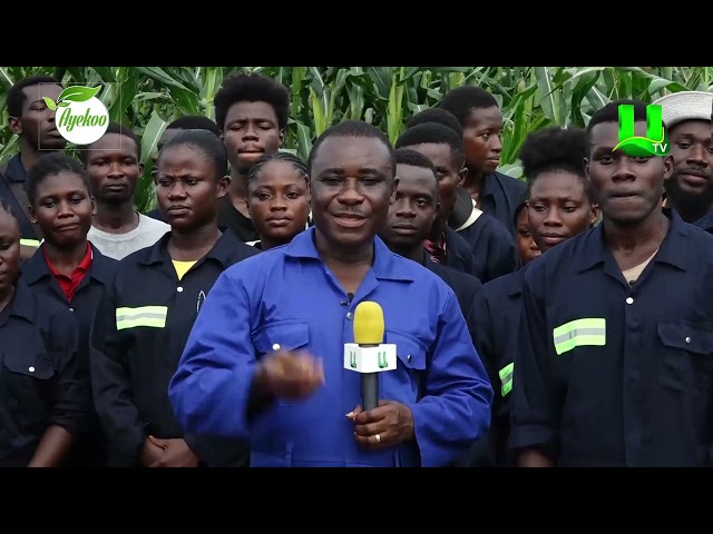 ⁣AYEKOO: NATIONAL SERVICE SCHEME FARM PROJECT 2024