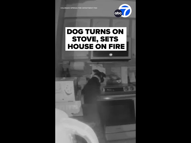 ⁣Dog turns on stove and sets house on fire in Colorado