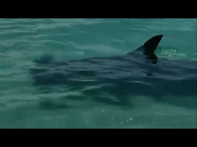 ⁣Ataques de tiburones en TEXAS y FLORIDA
