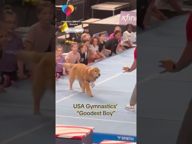 ⁣USA Gymnastics' "Goodest Boy" #shorts
