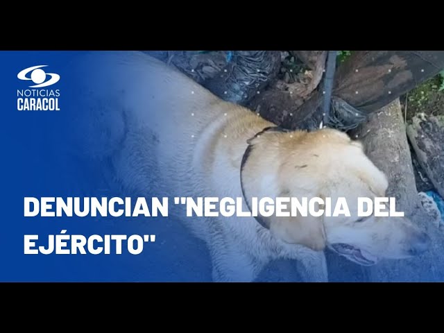 ⁣El guía canino que murió en Valdivia no tenía perro antiexplosivos desde hace 2 meses