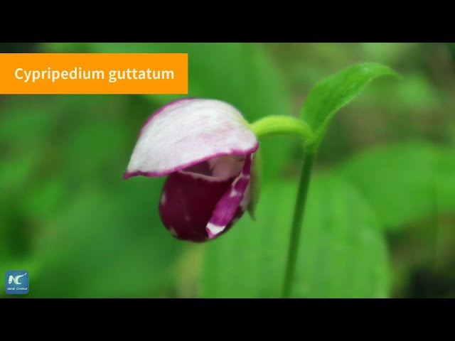 ⁣Discover rare orchids in Greater Hinggan Mountains