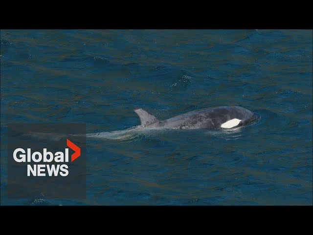 ⁣Still no sign of orphan BC orca calf last seen in May: researchers