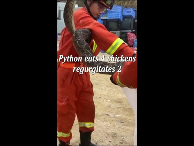 ⁣Python eats four chickens, regurgitates two