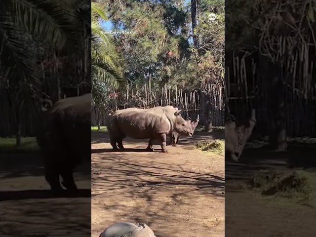 ⁣Chilean zoo celebrates birth of rare white rhino