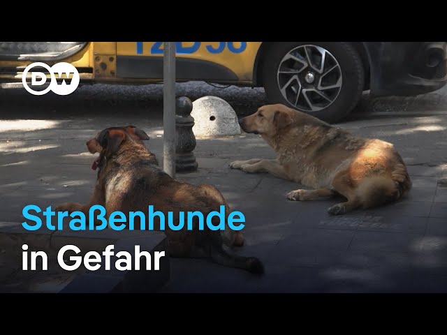 ⁣Tierschützer kämpfen gegen Massentötung von Straßenhunden in der Türkei | Fokus Europa