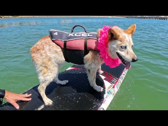⁣Meet the dog catching California waves
