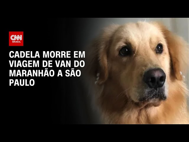 ⁣Cadela morre em viagem de van do Maranhão a São Paulo | AGORA CNN