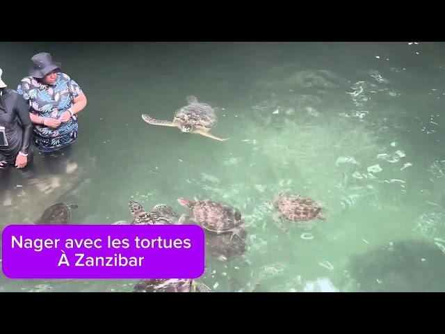 ⁣Baignade avec les tortues sur l’île de Zanzibar à Tanzanie